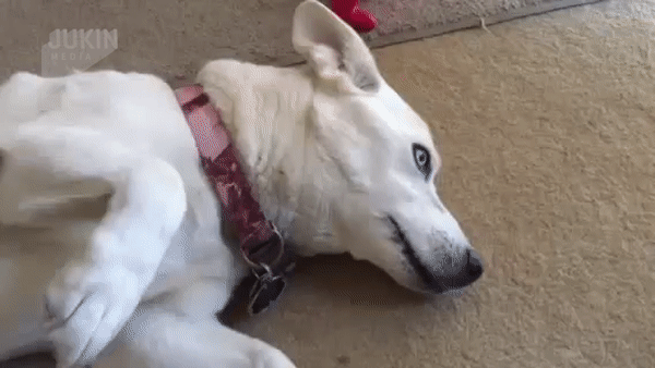 ezgif.com-video-to-gif