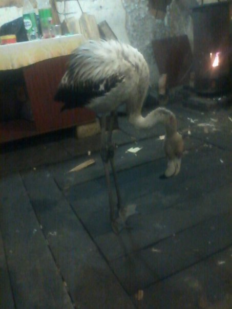 Фламинго в сибири