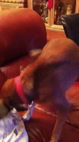 ezgif.com-video-to-gif (1)