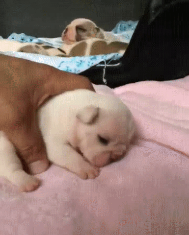 ezgif.com-video-to-gif (10)