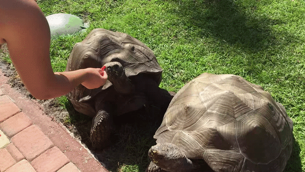 ezgif.com-video-to-gif (12)