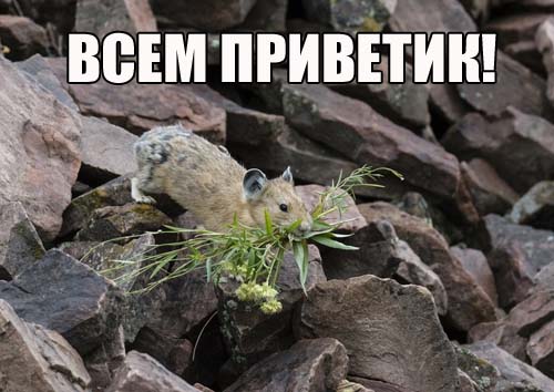 201611140002-kartinki-prikoly-myshki-kashamalasha-com