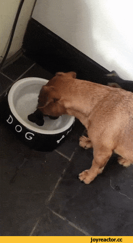 D0B3D0B8D184D0BAD0B8D181D0BED0B1D0B0D0BAD0B5D0BDD0BAD0BED181D182D18C3486779