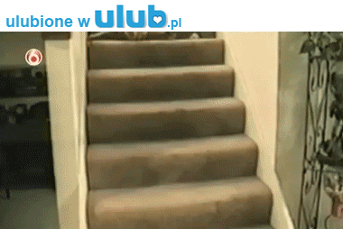 Лестничный кот