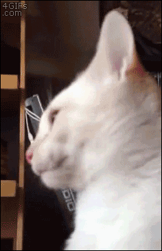 Cat-tongue-grooming-fail