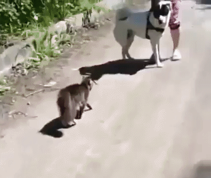 кот нападает на собаку