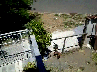 пес трахнул суку