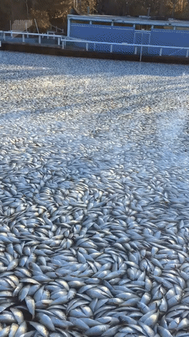 ezgif.com-video-to-gif (18)