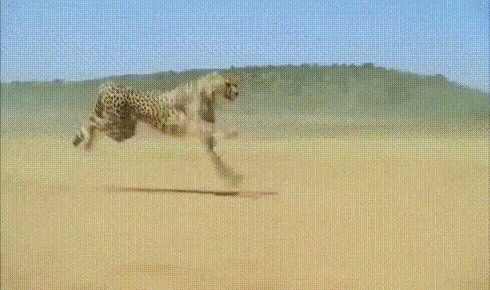 -гепард-живность-3490157