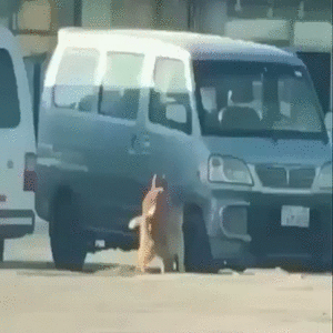 собаки поебаки