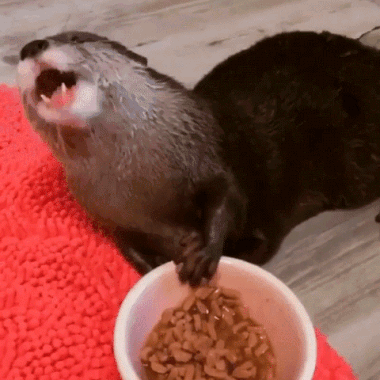 gifki-vydra-zhivnost-3508453