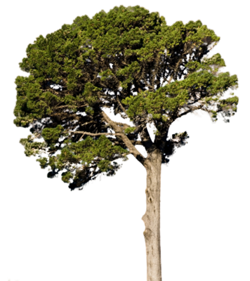 fir_tree_PNG2478