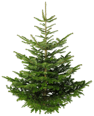 fir_tree_PNG2473 (1)