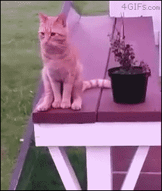 tumblr_oh4kymG0821v7z79bo1_250