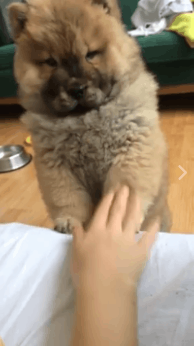 -собака-да-ты-достал!-3519907