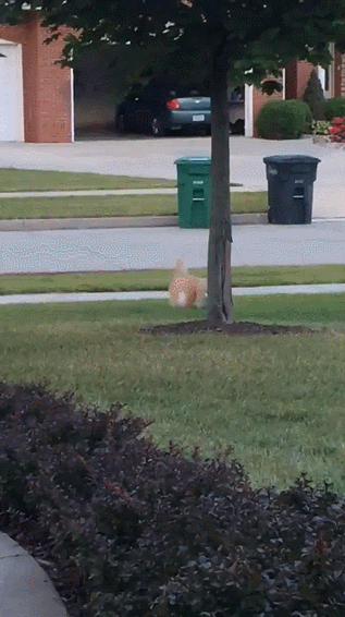 daily_gifdump_1123_13_yapfiles.ru