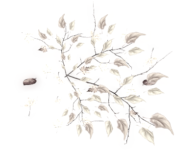 бел