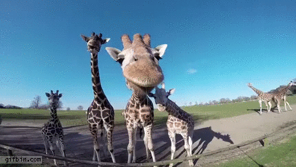 giraffechecksoutcamera