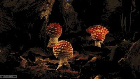 mushrooms_growing_timelapse
