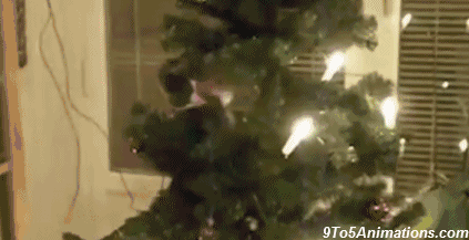 funny-cats-christmas-edition