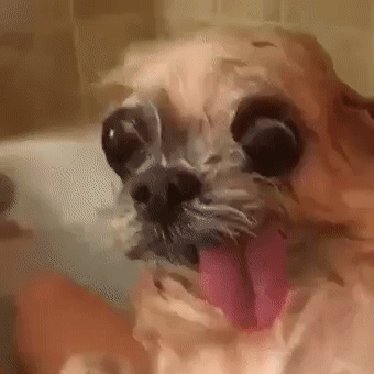 GIF-0e066f6f3859445654ea0feddd5b8abf