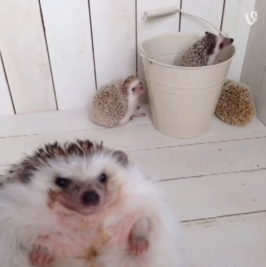 -ежики-живность-party-hard-1713405