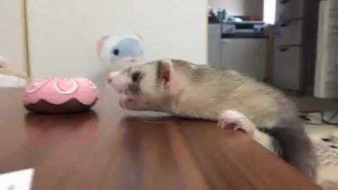 gifki-khorek-zhivnost-3580292