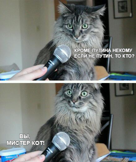 kot