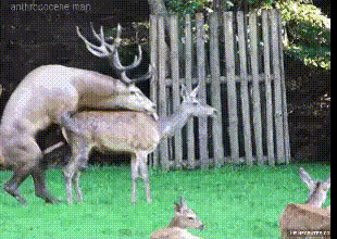 Олени такие олени