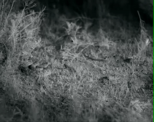 Зверинный триллер