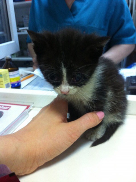 Маленькая Евонька