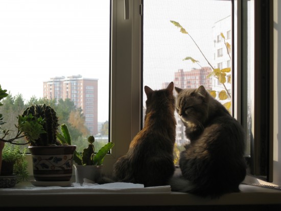 шерочка с машерочкой