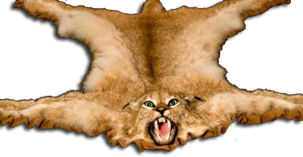 sankt-peterburg-shkura_burogo_medvedya_volka_rysi_447870