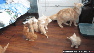 1 (5)