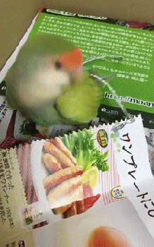 -попугай-живность-3636249