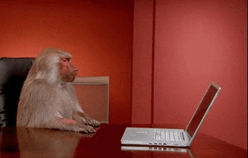 baboon laptop