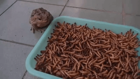 Очень много еды.