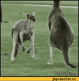 -кенгуру-яйца-159517