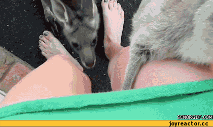 -песочница-кенгуру-633898