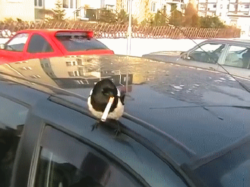 Спичка есть?