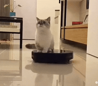 кот