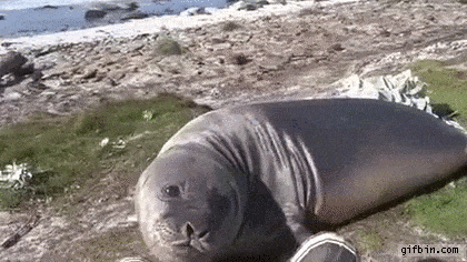 Vw6HJqLTQTOrLfgQKXCx_seal rolls down hill