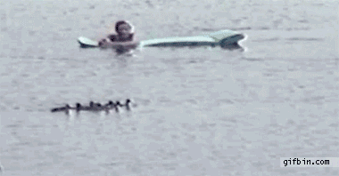 1292609024_kid-scares-ducks