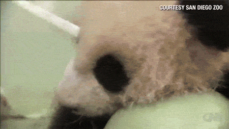 pandas_are_the_cutest_goofs_07