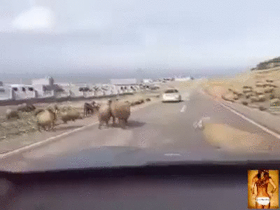 _sbil_interesno_yapfiles.ru