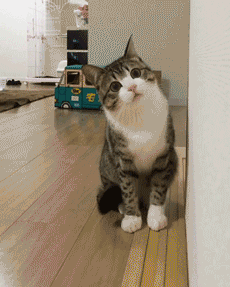 gif-gato-curioso