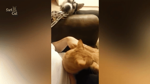 -собакен-котэ-ревность-3669423