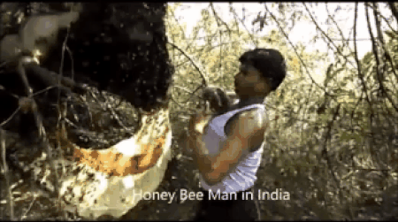 -индус-пчёлы-3673874