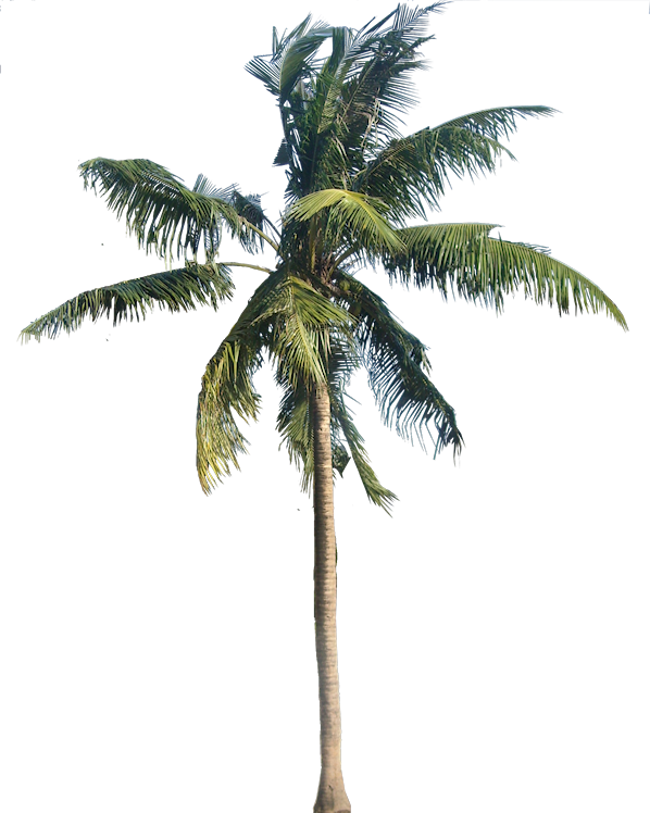 coconut01L
