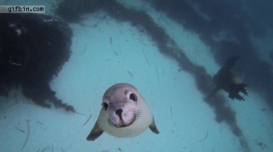 cute_curious_seal_pup
